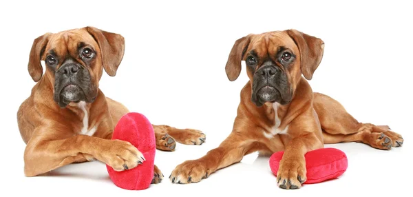 stock image German boxer puppies, lie with a red valentine heart on a white background