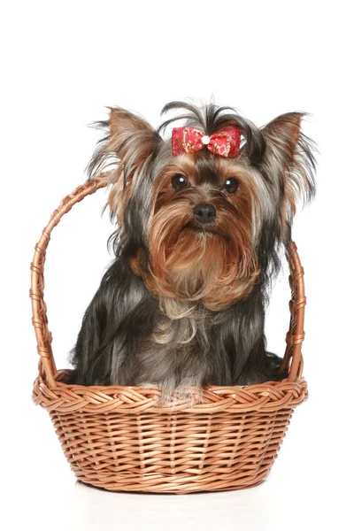 Yorkshire Terrier with red bow in basket — Stock Photo, Image
