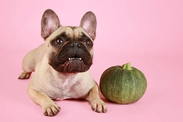 Bulldog Francês Com Uma Pequena Abóbora Decorativa Fundo Rosa — Fotografia de Stock
