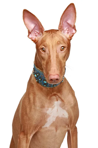 Pharaoh hound in collar on a white background — Stock Photo, Image