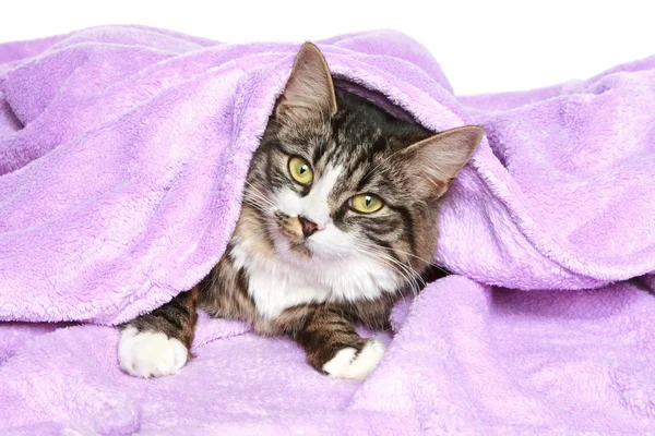 Ленивая кошка покрыта одеялом — стоковое фото