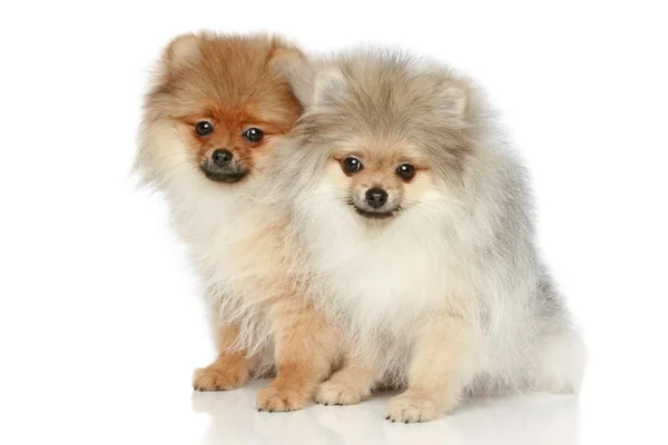 Pomeranian Spitz Puppies White Background — Stock Photo, Image