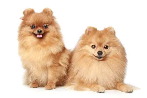 Two Spitz puppies on white background — Stock Photo, Image