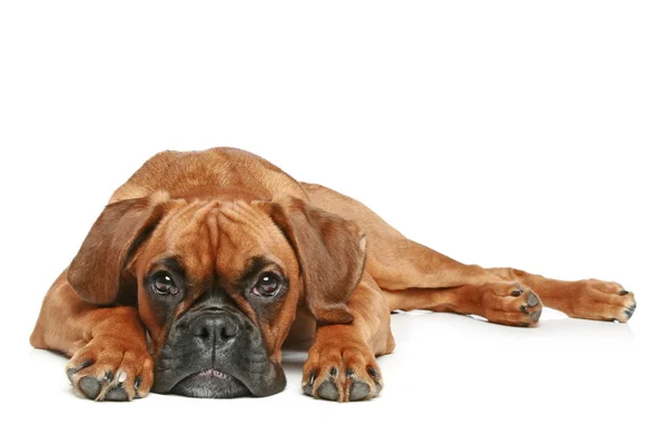 German Boxer puppy lying on a white background — Stock Photo, Image