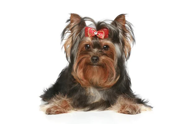 Yorkshire Terrier on a white background — Stock Photo, Image