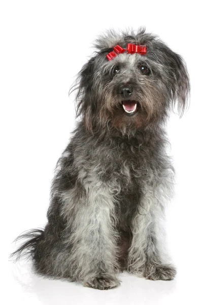 Shaggy gray mongrel with red ribbons — Stock Photo, Image