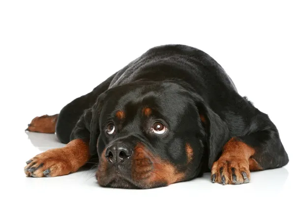 Rottweiler deitado sobre um fundo branco — Fotografia de Stock