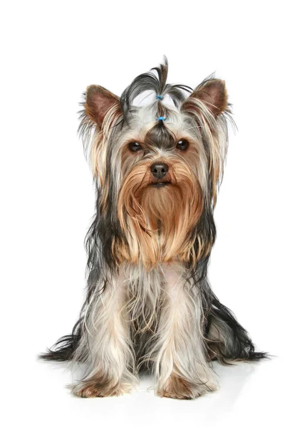 Yorkshire Terrier sitting on a white background — Stock Photo, Image