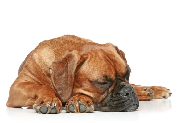 Beyaz Bir Arka Plan Üzerinde Uyku Alman Boksör Köpek — Stok fotoğraf