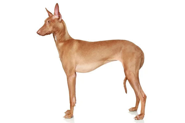Pharaoh Hound in a rack on a white background — Stock Photo, Image