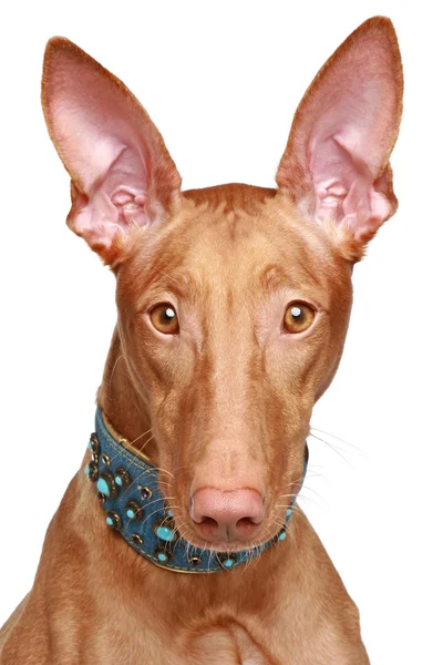 Pharaoh hound close-up portrait — Stock Photo, Image