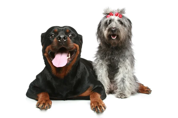 Rottweiler och grå, blandras hund koppla av — Stockfoto