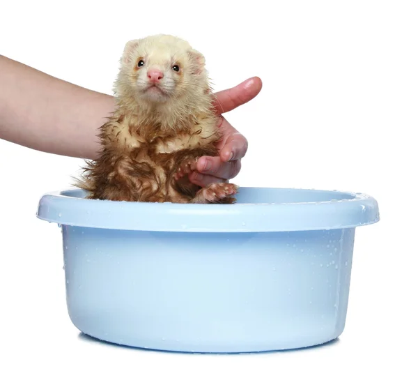 Ferret wash in water — Stock Photo, Image