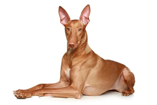 Pharaoh hound lying on a white background — Stock Photo, Image