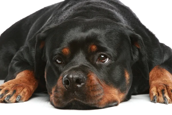 Rottweiler lies on a white background — Stock Photo, Image