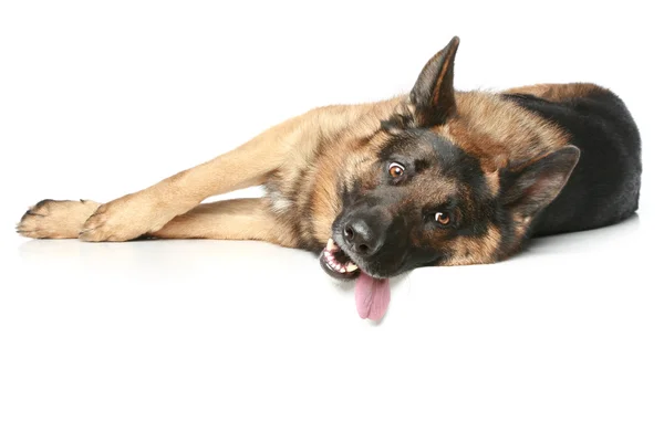 Alman Çoban Köpeği Yalan Kolları — Stok fotoğraf