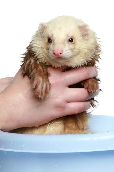 Ferret wash in water — Stock Photo, Image