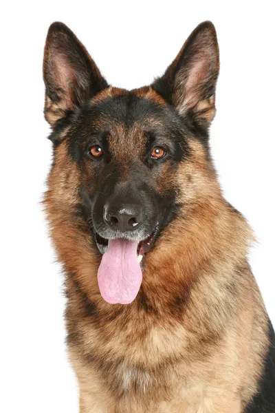 Schäferhund Nahaufnahme Porträt Auf Weißem Hintergrund — Stockfoto