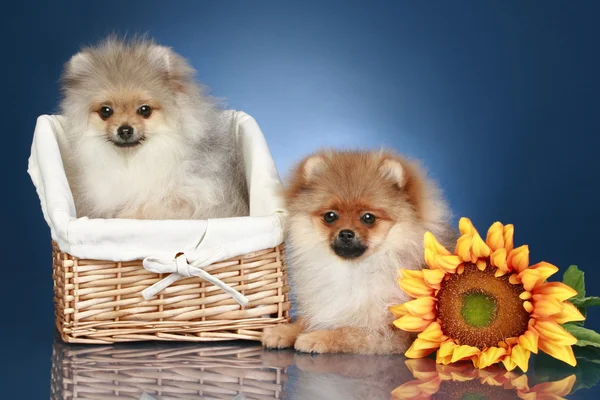 Two Spitz Puppies Months Wicker Basket Dark Blue Background — Stock Photo, Image