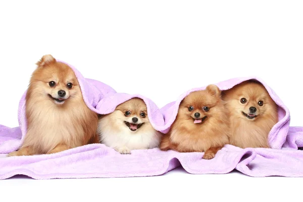 毛布の下におかしいスピッツ子犬 — ストック写真