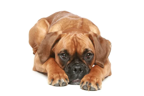 Tedesco Boxer cucciolo sdraiato su uno sfondo bianco — Foto Stock