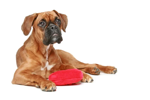 German Boxer Puppy Red Heart Lying White Background — Stock Photo, Image