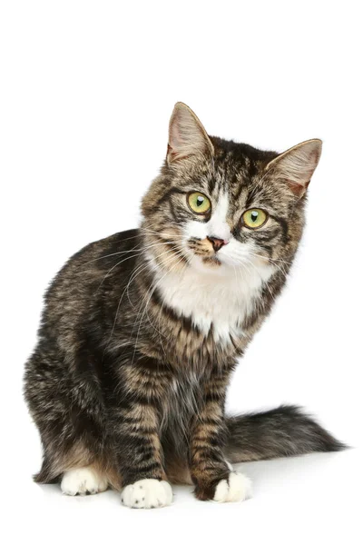 Gattino a strisce si siede su uno sfondo bianco — Foto Stock