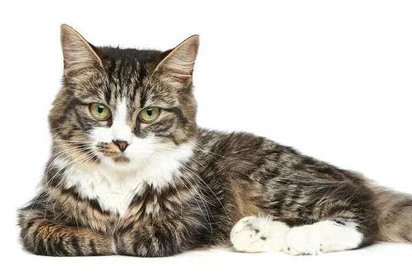 Gattino a strisce su sfondo bianco — Foto Stock