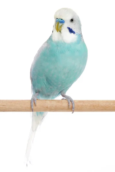 Blue Budgerigar Sitting Perch White Background — Stock Photo, Image