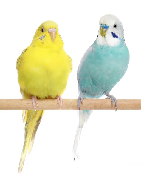 Two Budgie sit on a perch — Stock Photo, Image
