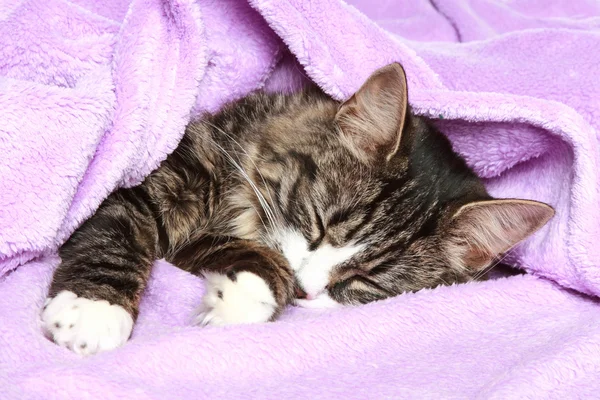 Kitten Sleeps Covered Soft Blanket — Stock Photo, Image