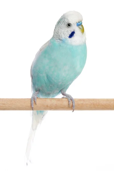 Budgerigar sitting on a perch — Stock Photo, Image