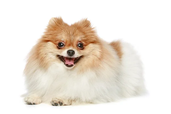 Grappige Spitz Pup Liggend Een Witte Achtergrond — Stockfoto