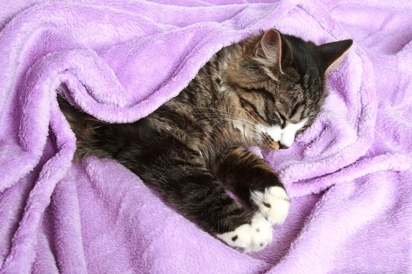 Katze schläft unter weicher Decke — Stockfoto