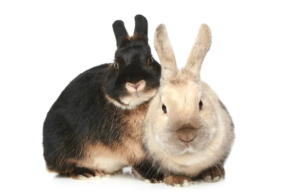 在白色背景上的两个美丽兔 — 图库照片
