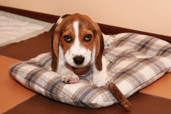 Beagle puppy lying in home on a dog bedding