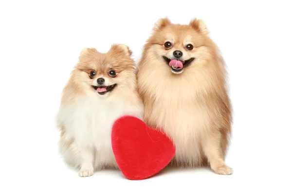 Casal Apaixonado Cachorros Spitz Com Coração Vermelho Fundo Branco — Fotografia de Stock