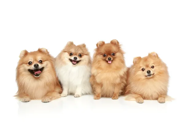 흰색 바탕에 스 피 츠 강아지의 재미 있는 그룹 — 스톡 사진