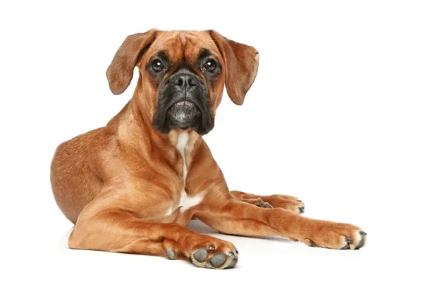 German Boxer Puppy Month Lying White Background — Stock Photo, Image