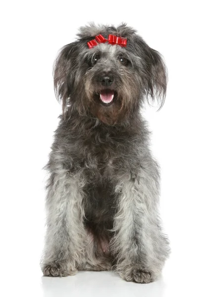 Shaggy gray mongrel with red ribbons — Stock Photo, Image