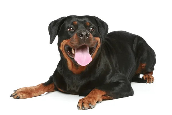 Rottweiler encontra-se sobre um fundo branco — Fotografia de Stock