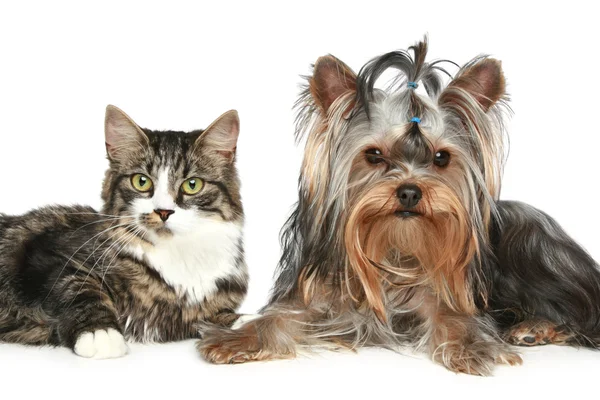 Rozłożony kociak i yorkshire terrier — Zdjęcie stockowe