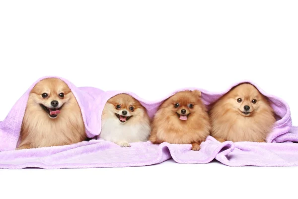 スピッツ犬の白い背景の上の毛布の下グループ — ストック写真