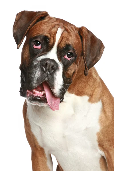Boxer kutya, közeli portré egy fehér háttér — Stock Fotó