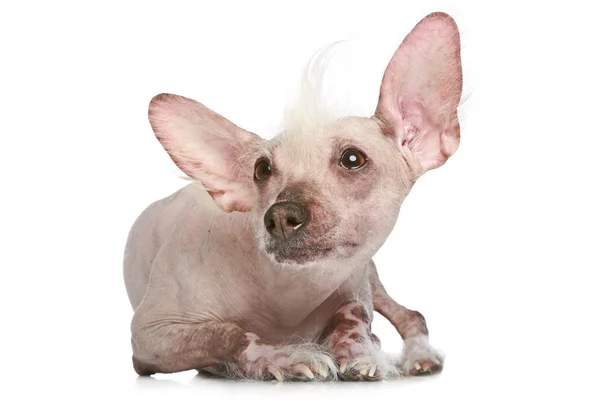 Chinese crested dog op een witte achtergrond — Stockfoto