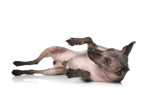 Nagi pies peruwiański odpoczynku — Zdjęcie stockowe