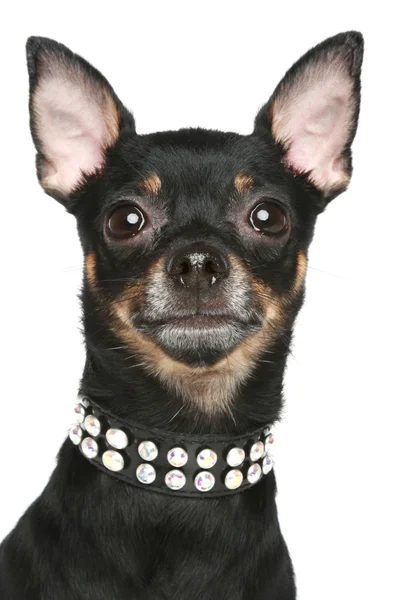 Toy teriér pes. portrét na bílém pozadí — Stock fotografie