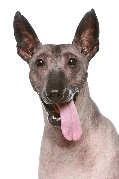 Перуанская Безволосая Собака Портрет Белом Фоне — стоковое фото