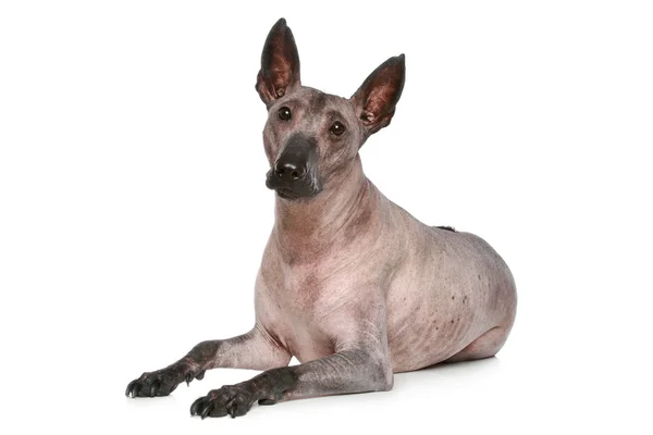 Cão sem pêlos em um fundo branco. Estúdio — Fotografia de Stock