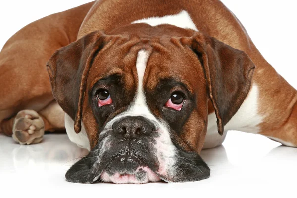Smutny Pies Rasy Bokser Niemiecki Leży Białym Tle — Zdjęcie stockowe
